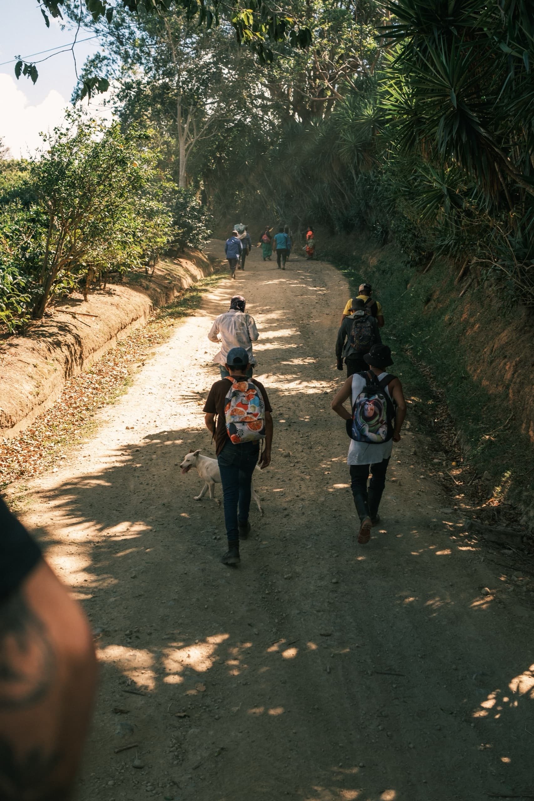 Origins: Costa Rica, image 5