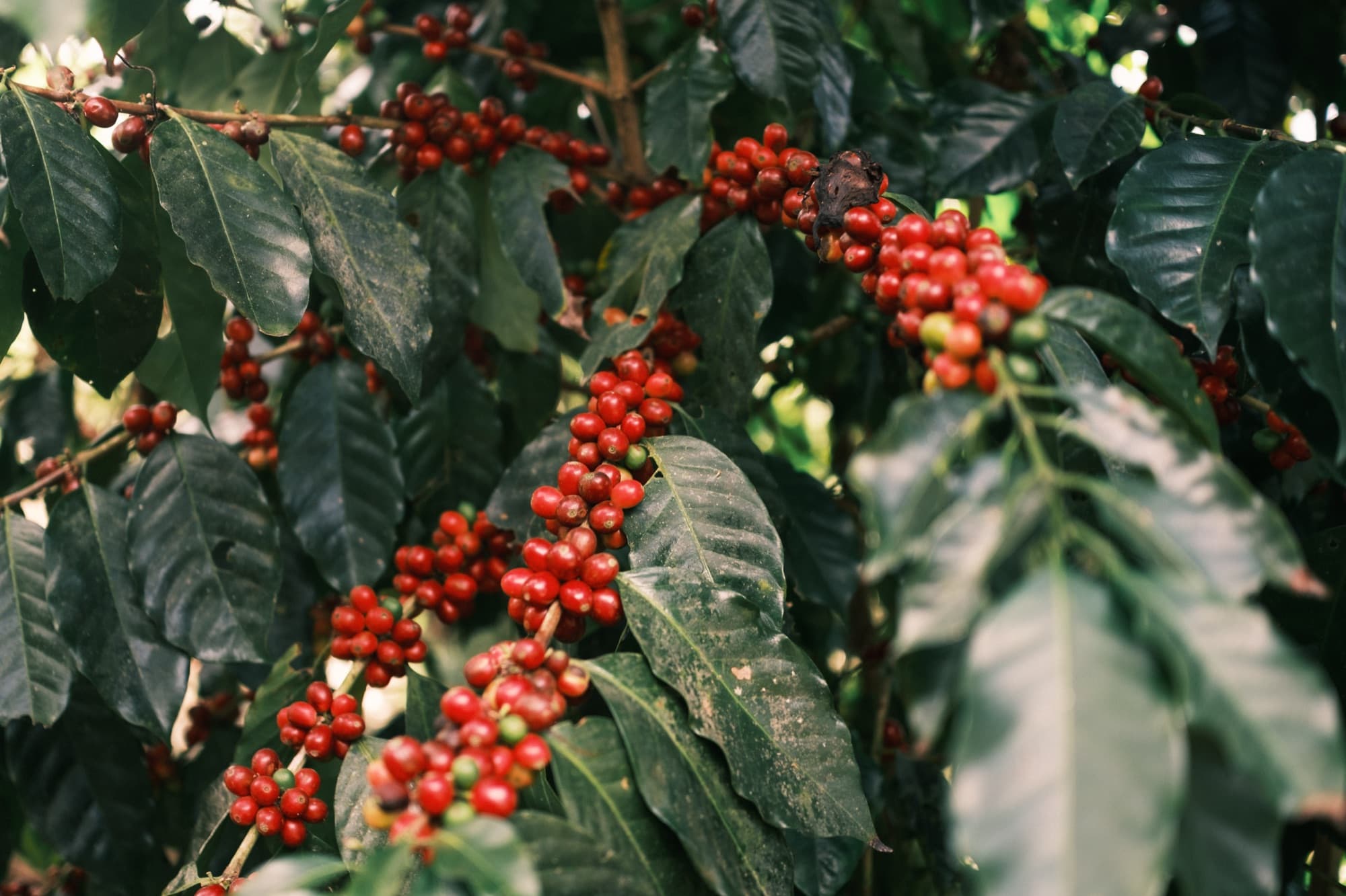 Origins: Costa Rica, image 9